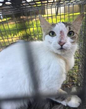 A430168 -  Domestic Short Hair Cat for Adoption in Conroe, Texas - A430168 | PetCurious