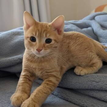 Simon -  Domestic Short Hair Cat for Adoption in Tampa, Florida - Simon | PetCurious
