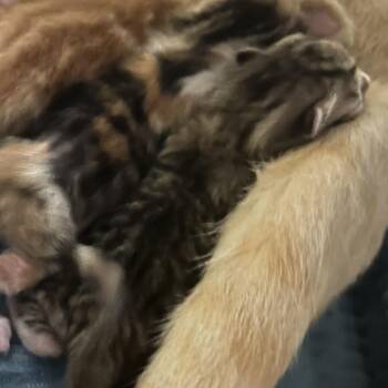 Thanksgiving -  Domestic Short Hair Cat for Adoption in Asheville, North Carolina - Thanksgiving | PetCurious