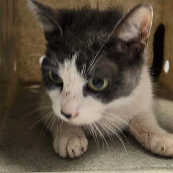 Biscuit Buns -  Domestic Short Hair Cat for Adoption in Philadelphia, Pennsylvania - Biscuit Buns | PetCurious