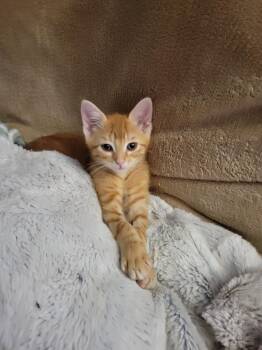 Rescue Domestic Short Hair Cats for Adoption - Quentin | PetCurious