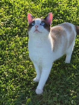 Sinatra -  Domestic Short Hair Cat for Adoption in Copley, Ohio - Sinatra | PetCurious