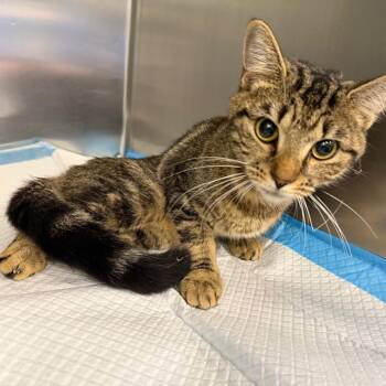Phoenix -  American Shorthair Cat for Adoption in Greensboro, North Carolina - Phoenix | PetCurious