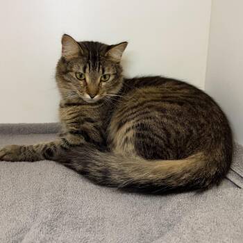 Slim -  Domestic Medium Hair Cat for Adoption in Council Bluffs, Iowa - Slim | PetCurious