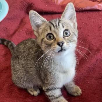 Giorgio -  Domestic Short Hair Cat for Adoption in Chicago, Illinois - Giorgio | PetCurious