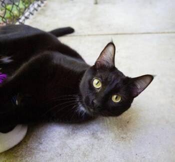 Issa -  Domestic Short Hair Cat for Adoption in Arlington, Washington - Issa | PetCurious