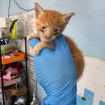 Lemon -  Domestic Short Hair Cat for Adoption in Wahiawa, Hawaii - Lemon | PetCurious
