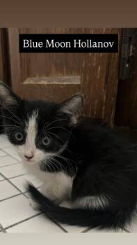 Blue Moon Hollanov -  Domestic Short Hair and Tuxedo Cat for Adoption in Chandler, Arizona - Blue Moon Hollanov | PetCurious