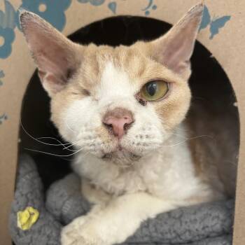 Oliver -  Devon Rex and Domestic Short Hair Cat for Adoption in West Olive, Michigan - Oliver | PetCurious