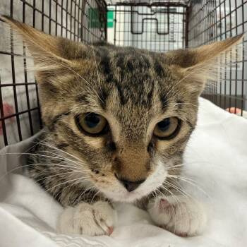 Millie -  Domestic Short Hair Cat for Adoption in Las Cruces, New Mexico - Millie | PetCurious