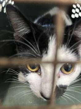 1421-26 -  Domestic Short Hair Cat for Adoption in Cumming, Georgia - 1421-26 | PetCurious