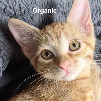 Organic -  Domestic Short Hair Cat for Adoption in Matteson, Illinois - Organic | PetCurious