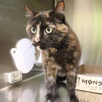 Ming -  Domestic Short Hair Cat for Adoption in Sioux City, Iowa - Ming | PetCurious