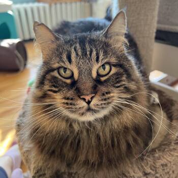 Domestic Long Hair and Maine Coon Cats Available for Adoption - Fluffernutter | PetCurious