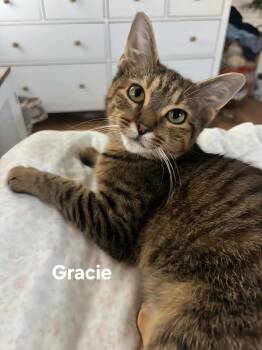Gracie -  Domestic Short Hair Cat for Adoption in Chicopee, Massachusetts - Gracie | PetCurious