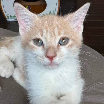 Slinky Dog Dash -  Domestic Short Hair Cat for Adoption in Parkersburg, West Virginia - Slinky Dog Dash | PetCurious