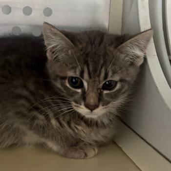 Ethan -  Domestic Short Hair Cat for Adoption in Taos, New Mexico - Ethan | PetCurious