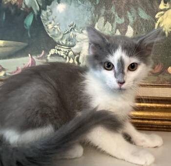 PuffinFluff and Fluffington -  Domestic Medium Hair Cat for Adoption in Hickory, North Carolina - PuffinFluff And Fluffington | PetCurious
