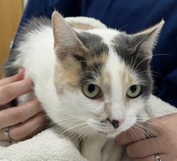 Rescue Domestic Short Hair Cats for Adoption - ECLAIR | PetCurious