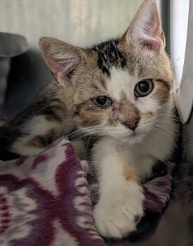 Joey (Photos May-June 2026) -  Tabby and Domestic Short Hair Cat for Adoption in Marietta, Ohio - Joey (Photos May-June 2026) | PetCurious