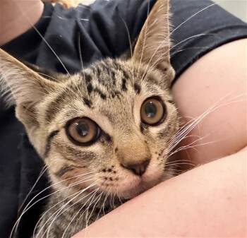 ANDIAMO -  Domestic Short Hair Cat for Adoption in Camarillo, California - ANDIAMO | PetCurious