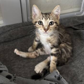 Rescue Domestic Short Hair Cats for Adoption in Port Richey, Florida - Kenobi | PetCurious