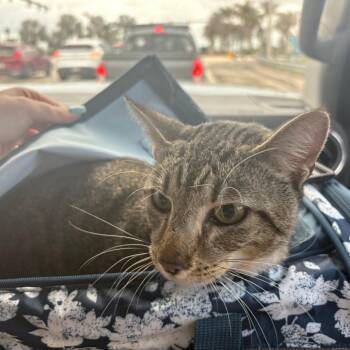 Fish -  Domestic Short Hair Cat Available for Adoption in Jupiter, Florida - Fish | PetCurious