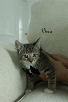 MOCA -  Domestic Short Hair Cat for Adoption in Conroe, Texas - MOCA | PetCurious