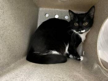 Rescue Domestic Short Hair Cats for Adoption in Salisbury, North Carolina - PANDA | PetCurious