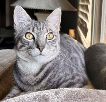 Rescue Domestic Short Hair Cats for Adoption in Forest, Virginia - *Jack Slate | PetCurious