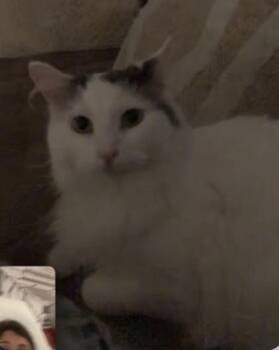 Snowball -  Domestic Medium Hair and Domestic Short Hair Cat for Adoption in South Bend, Indiana - Snowball | PetCurious