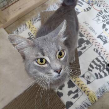 MISTER-(ch) -  Domestic Medium Hair and Tabby Cat for Adoption in Burlington, Washington - MISTER-(ch) | PetCurious