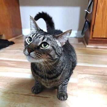 Shay and Dutch -  Tabby Cat Available for Adoption in Millcreek, Utah - Shay And Dutch | PetCurious
