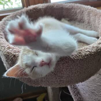 Sand -  Domestic Long Hair Cat for Adoption in Chaska, Minnesota - Sand | PetCurious