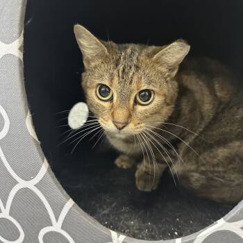 Rescue Domestic Short Hair Cats for Adoption in Gainesville, Florida - Nova | PetCurious