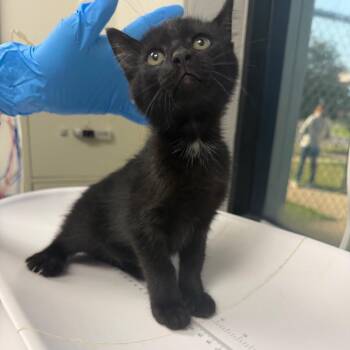 Princess Bubblegum -  Domestic Short Hair Cat for Adoption in Columbiana, Alabama - Princess Bubblegum | PetCurious