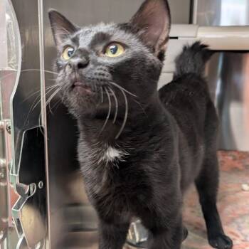 Rescue Domestic Short Hair Cats for Adoption in La Crescent, Minnesota - BENJAMIN | PetCurious