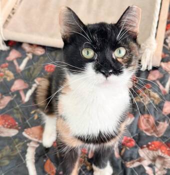 Tiger Lily -  Calico Cat for Adoption in Philadelphia, Pennsylvania - Tiger Lily | PetCurious