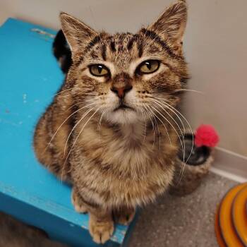 Smolder Bravestone -  American Shorthair Cat for Adoption in Indiana, Pennsylvania - Smolder Bravestone | PetCurious
