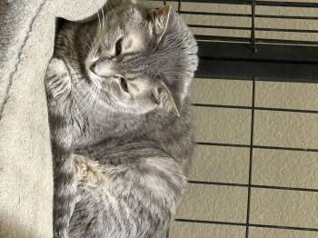 Domestic Short Hair Cats Available for Adoption in Lake Ozark, Missouri - Tiana | PetCurious