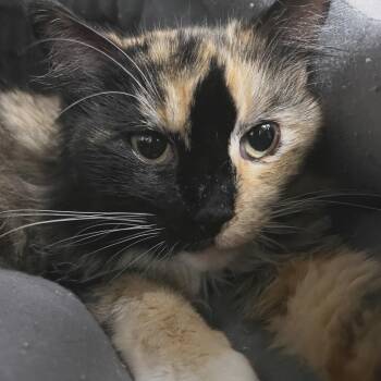 Domestic Long Hair Cats Available for Adoption - Duchess Von Flooffington | PetCurious