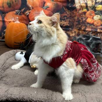 Domestic Long Hair Cats Available for Adoption - Bird | PetCurious