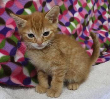 Domestic Short Hair Cats Available for Adoption in Thief River Falls, Minnesota - Lloyd | PetCurious