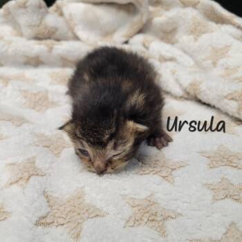 Ursula -  Domestic Short Hair Cat for Adoption in Parkersburg, West Virginia - Ursula | PetCurious
