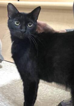 Pimi -  Domestic Short Hair Cat for Adoption in Fort Worth, Texas - Pimi | PetCurious