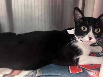 WANDA -  Domestic Short Hair Cat for Adoption in Tustin, California - WANDA | PetCurious