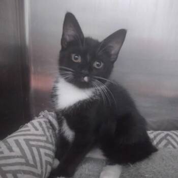 Toenail -  Domestic Short Hair Cat for Adoption in Spruce Pine, North Carolina - Toenail | PetCurious