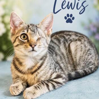Lewis -  Domestic Short Hair Cat for Adoption in Inman, South Carolina - Lewis | PetCurious