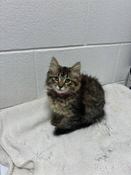 BLAKE -  Domestic Short Hair Cat for Adoption - BLAKE | PetCurious