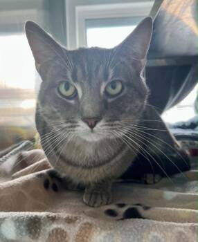 Calvin -  Domestic Short Hair Cat for Adoption in Moundsville, West Virginia - Calvin | PetCurious